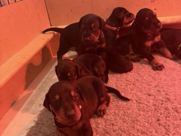 DOBERMAN PUPPYS READY SEPTEMBER