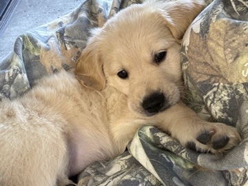 Golden Retriever – Adorable Golden Retriever Puppy – 8 Weeks Old in San Pedro – Redondo Beach