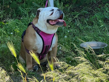 Bulldog in Vibo Valentia