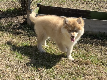 Koda – Albuquerque