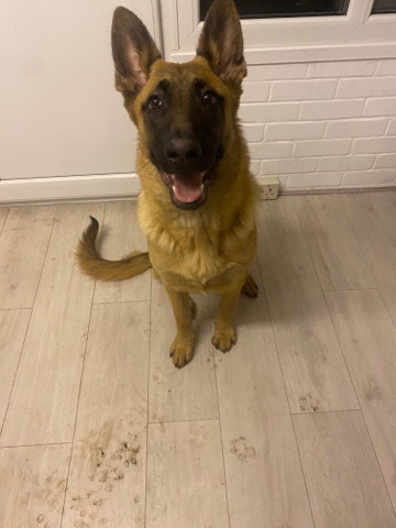 Belgian Shepherd Dog (Malinois) – Belgian malinois