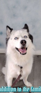 Siberian Husky – Sweet Yang