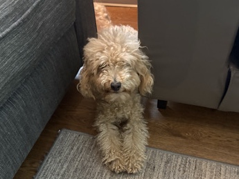 Cockapoo – Friendly 2-Year-Old Cockapoo for Sale in DeKalb – DeKalb