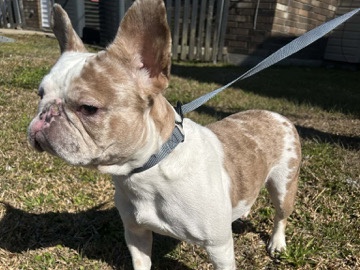French Bulldog – Chanel the Frenchie! – Houma