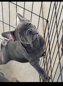 French Bulldog – French bulldog puppy
