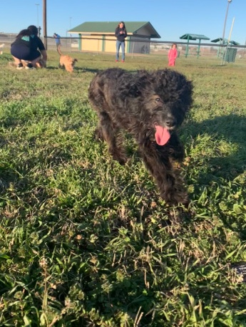 Poodle – black male miniature poodle