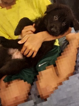 German Shepherd – Black German shepard pups and saddle backs for sal