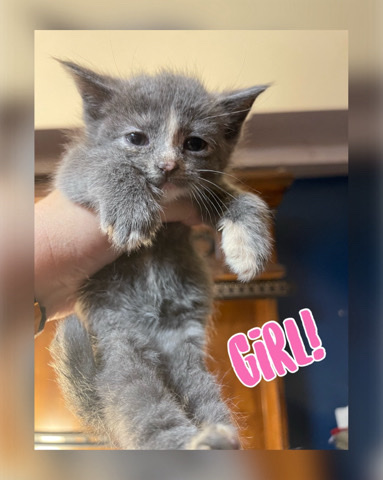 kittens