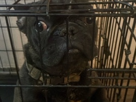 French Bulldog – French bulldog – Victorville