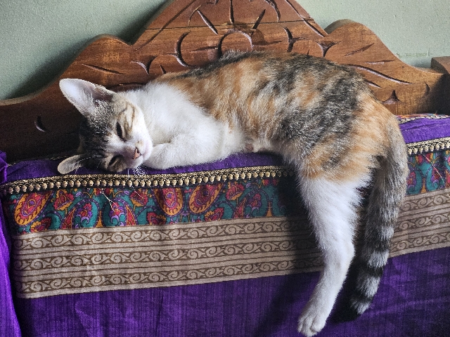 Others - 🐾 Adorable Indian Shorthair Kittens & Cats Looking for Loving Homes! 🐾Meet our beautiful fur family  available for adoption in Bengaluru