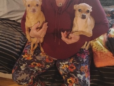 Chihuahua – Chihuahua – Arlington