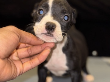 American Pit Bull Terrier – Rose / American Pocket Bully – Utica