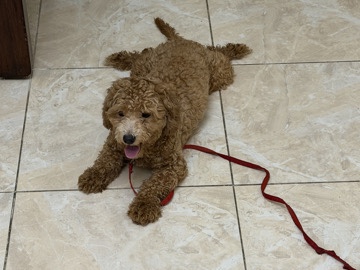 Maltipoo – 🐶💕 Sweet 6-Month-Old Maltipoo Looking for a Loving Home 💕 – Sharjah