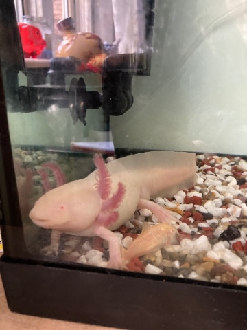 axolotl