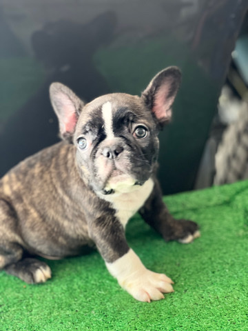 French Bulldog – AKC French Bulldog Puppies