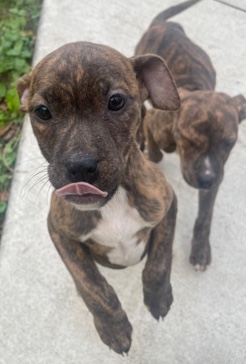 American Pit Bull Terrier – best friend 2