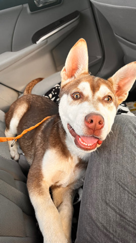 Labrador Husky – Needs a new loving home