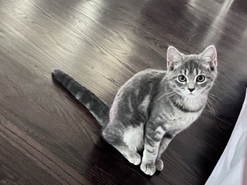American Shorthair – Leah Rehome – Dearborn