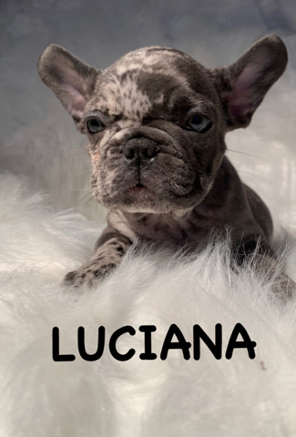 French Bulldog – Beautiful frenchies for sale