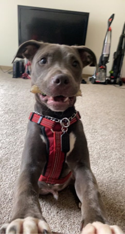 American Pit Bull Terrier – Blue Nose Pitbull