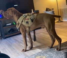 Great Dane – 15 month old Great Dane