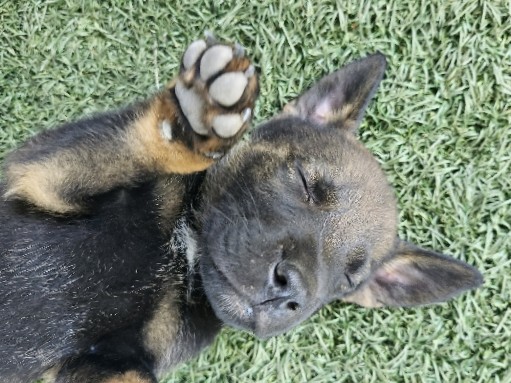 German Shepherd – German shepherd mix puppy