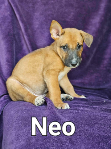 German Shepherd – shepherd Pit (small rehoming fee)