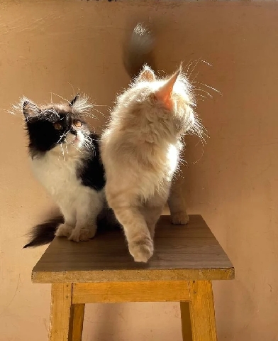 Persian (Modern) – Persian cats