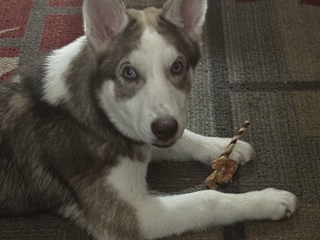 Siberian Husky – Sell