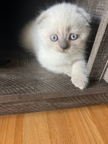 Scottish Fold – cat Scottish fold female