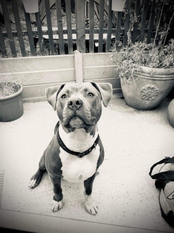 Xl bully