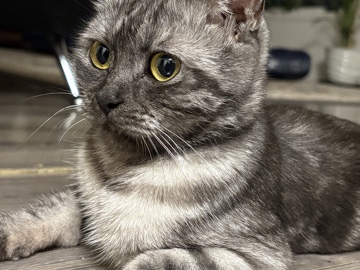 British Shorthair – British cat – Portland