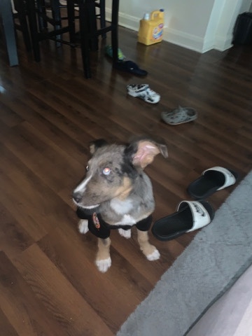 Miniature Australian Shepherd – mini Australian Shepard