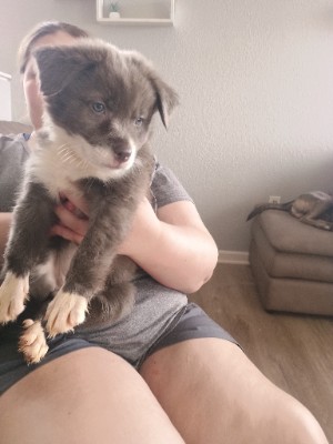 Rehoming 7 puppies – Redmond