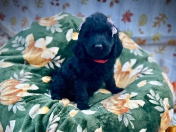 Goldendoodle – Goldendoodle puppies with Health tested background – Pontiac