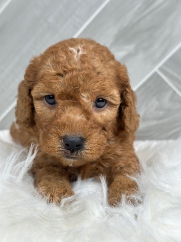 Golden Retriever – F1b mini goldendoodles