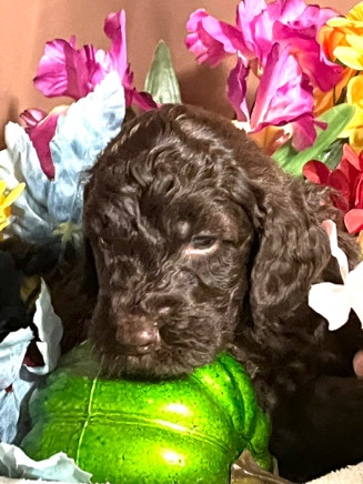 Poodle – Double Doodles