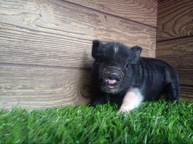 pig – Mini Mini pig