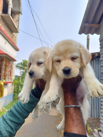 Labrador Retriever – Own your love from Kolkata and nearby areas.