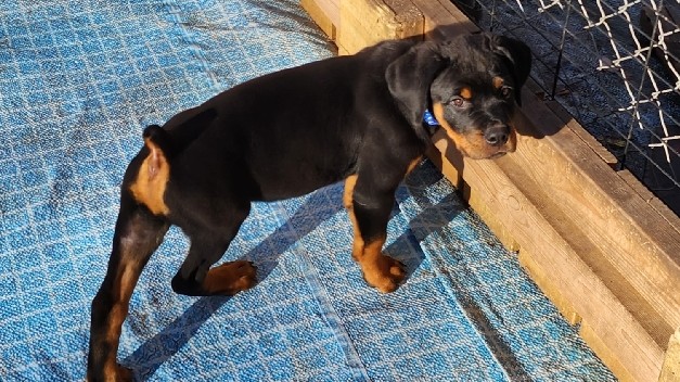 Rottweiler – Rottweiler puppies