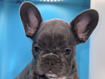 French Bulldog – SWEET FRENCH BULLDOG PUPPY – Philadelphia