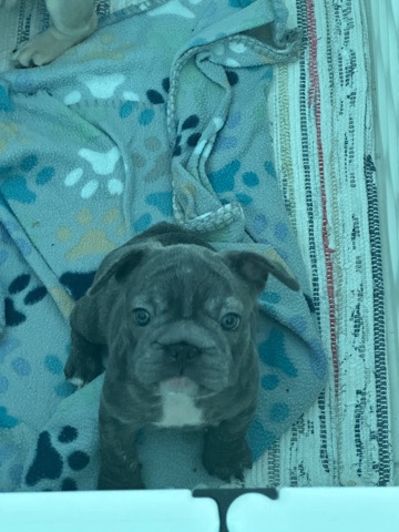 French Bulldog – French bulldog