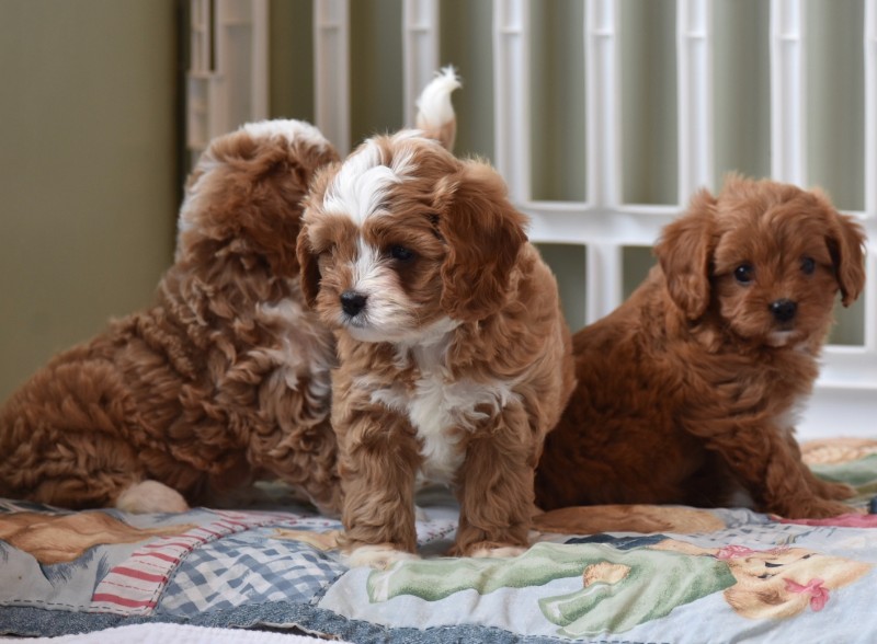 Poodle – Cavapoo puppies for homes