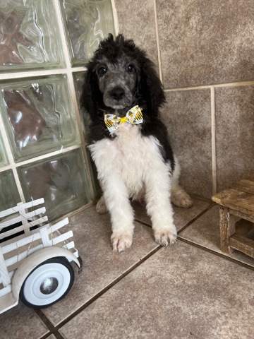 standard poodle