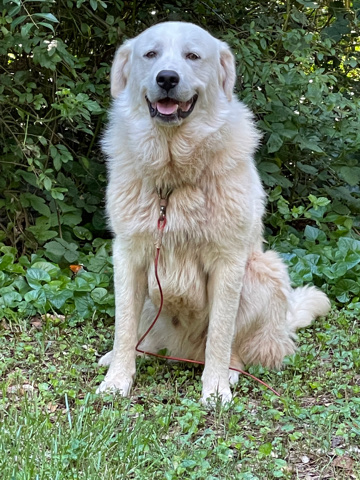 Great Pyrenees – Free Great Pyrenees
