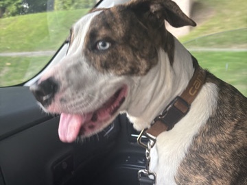 Mixed Breed – Oden – Tuxedo
