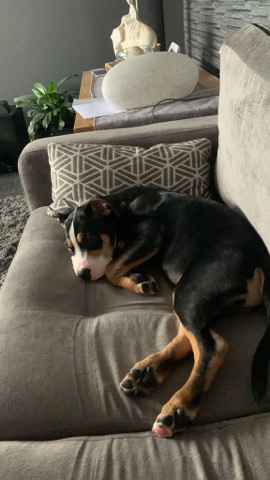 Staffordshire Bull Terrier – Dexter