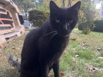 American Shorthair – Big Pete needs a new home