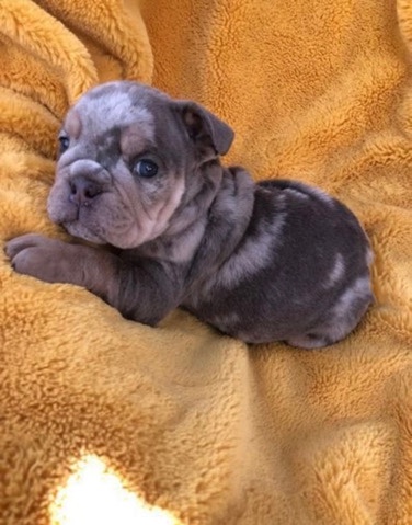 Olde English Bulldogge – English bulldogs pups