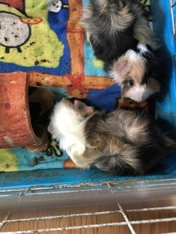 Any – Guinea pigs